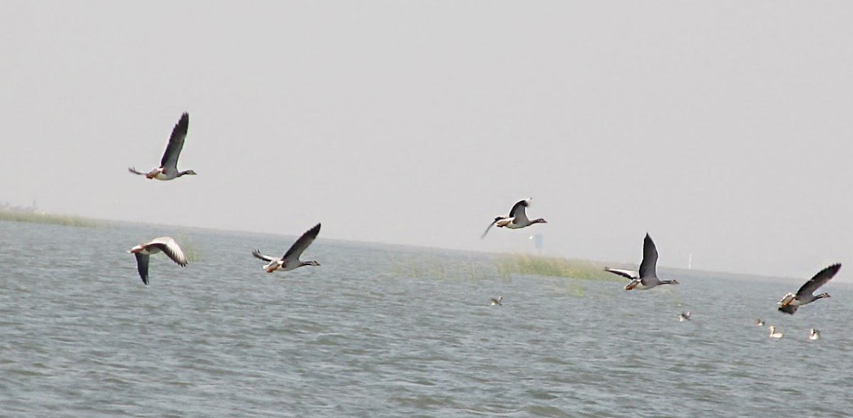 Bar-headed Goose