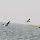 Bar-headed Goose