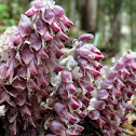 Common toothwort