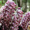 Common toothwort