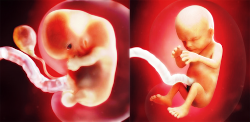 Evolution Grossesse 19 On Windows Pc Download Free 1 0 Com Grossesse Eevolution