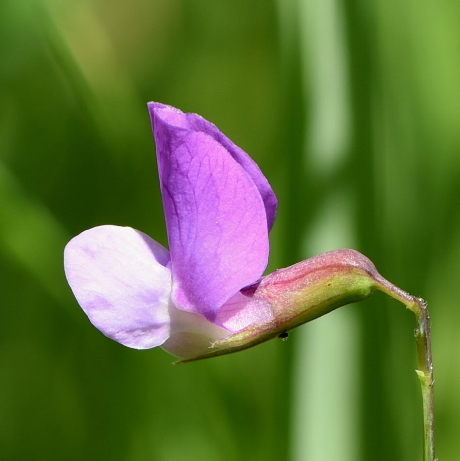 bloem en kelkblad