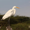 Great egret