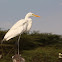 Great egret