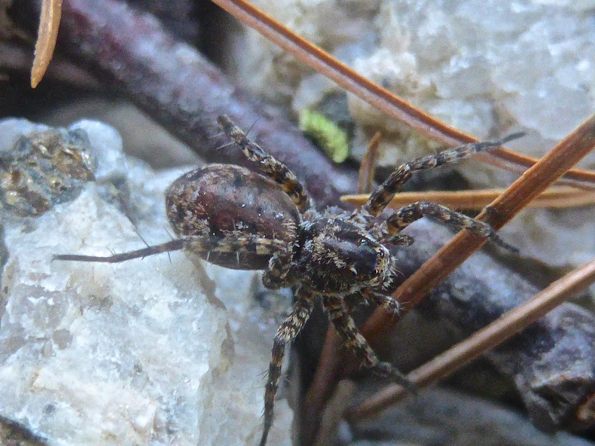 Thinlegged Wolf Spider