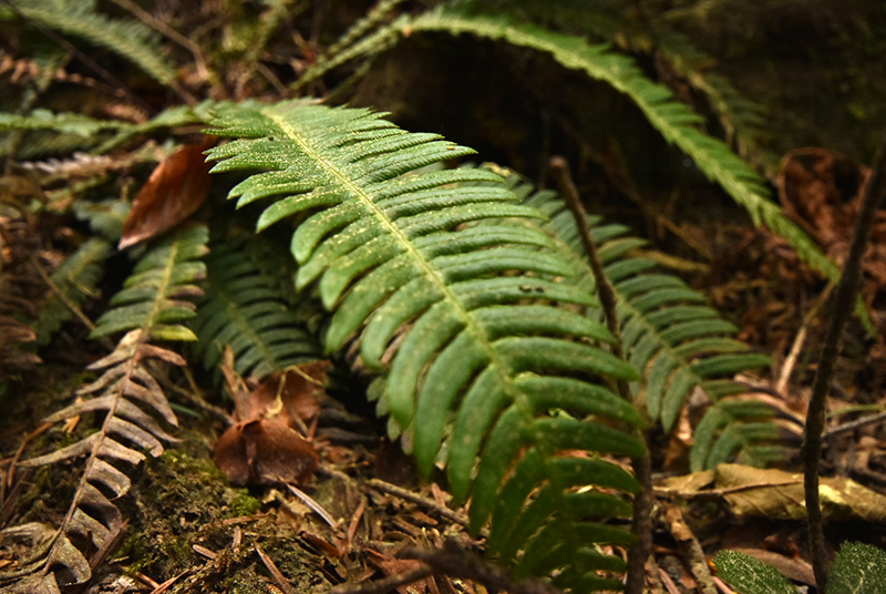 Deer fern