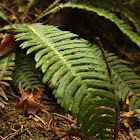 Deer fern