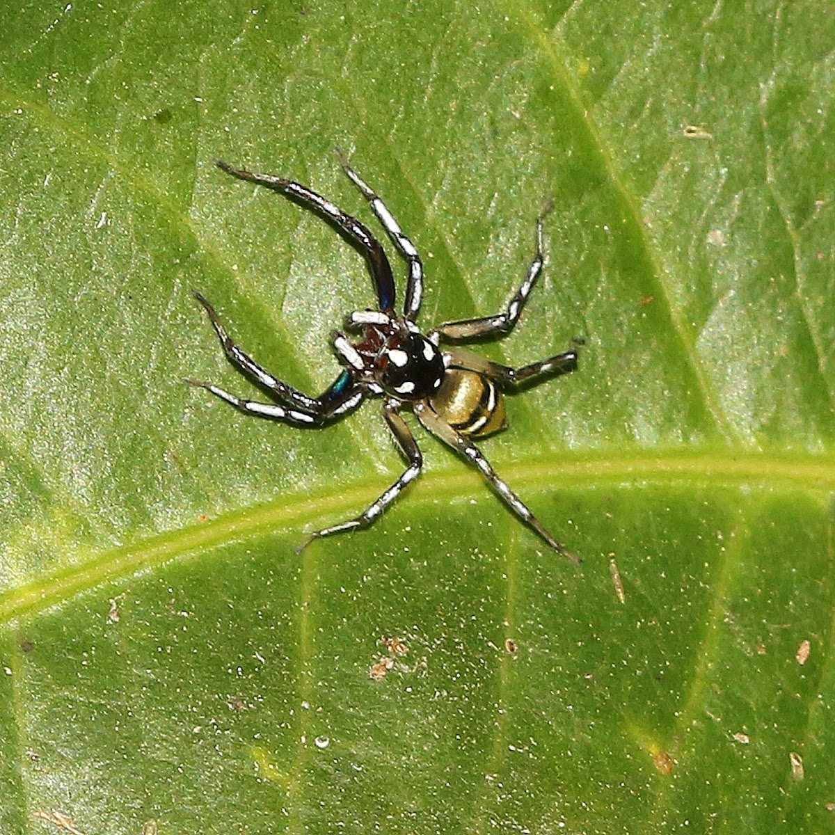 Jumping Spider