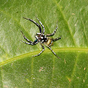 Jumping Spider