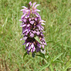 Spotted Bee Balm