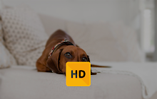 Dachshund Wallpaper HD New Tab Theme small promo image