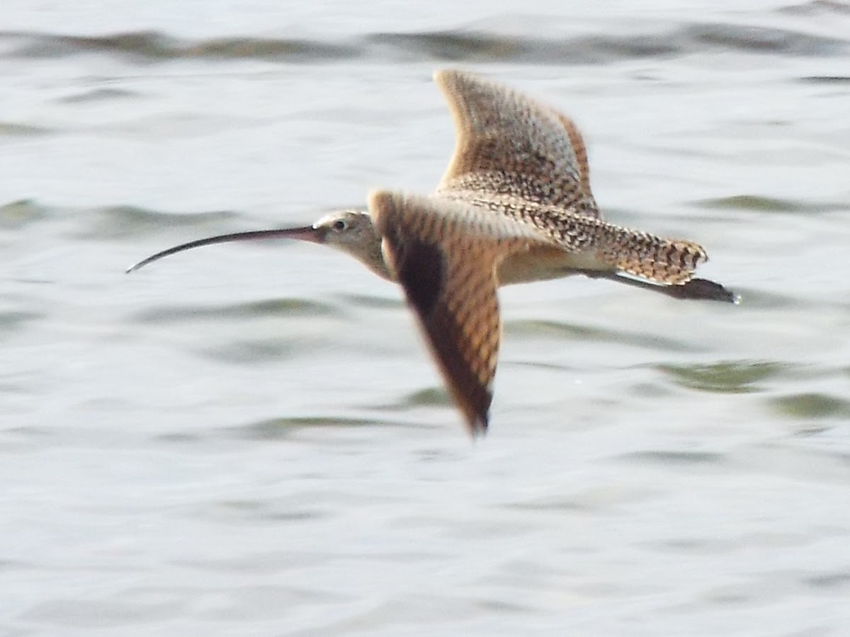 Long-billed curlew