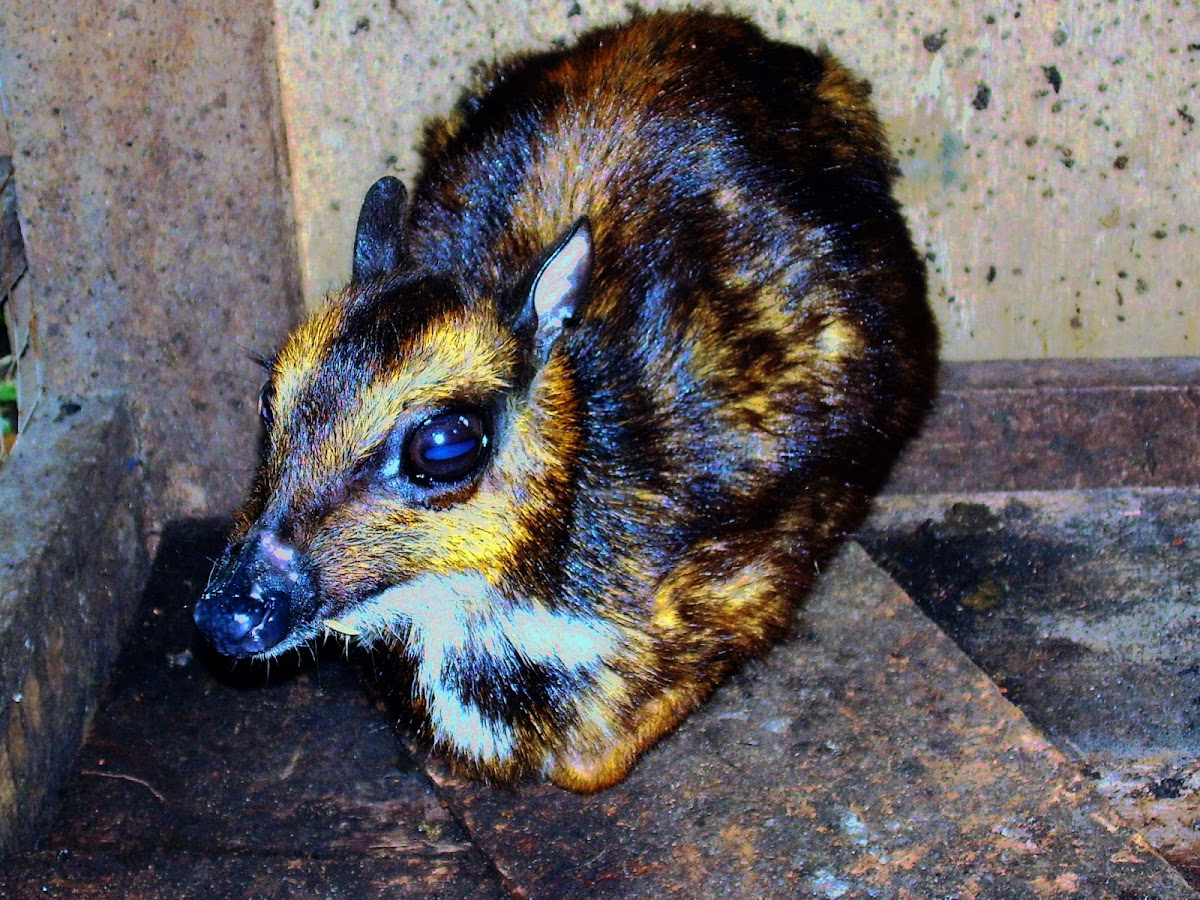 Mouse-deer