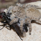 Jumping spider