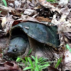 Common Snapping Turtle