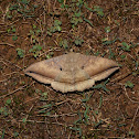 Erebid Moth