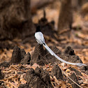 Paradise Flycatcher