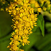 Goldenrod