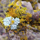 Common orange lichen