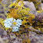 Common orange lichen