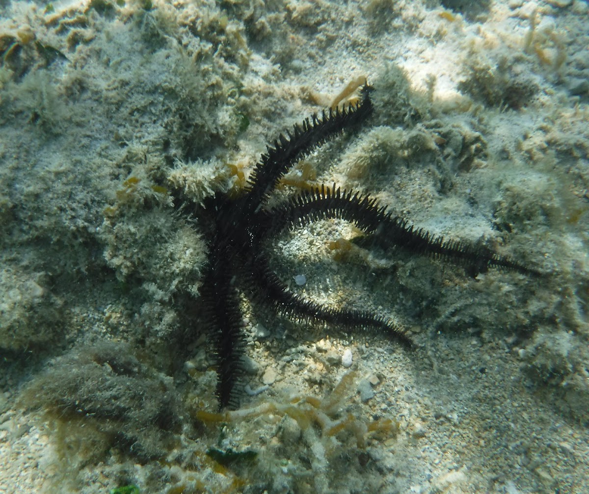 Black Brittle Star