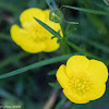 Creeping Buttercup