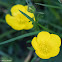 Creeping Buttercup