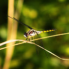 Slaty Skimmer Dragonfly (immature female)