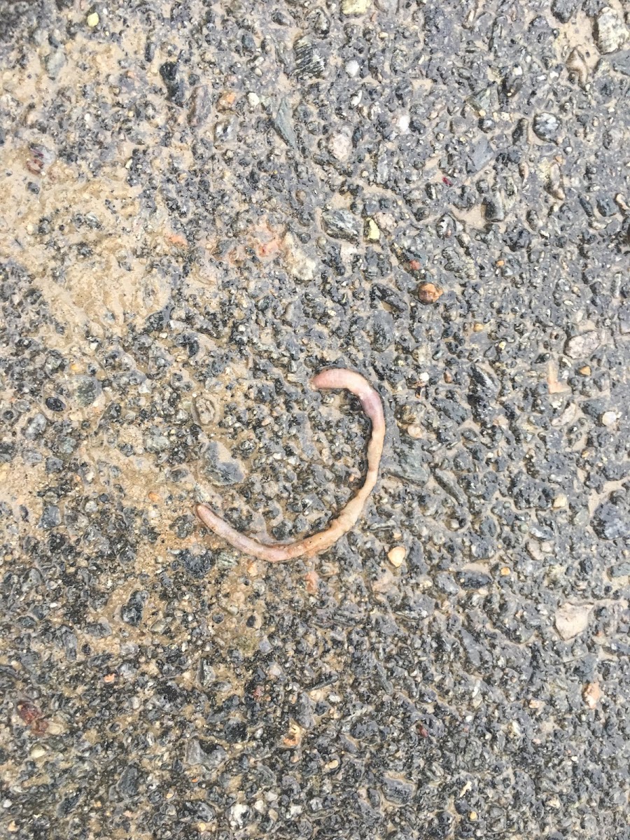 Earthworm