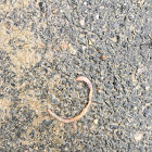 Earthworm