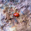 Reddish Potato Beetle