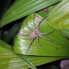 Huntsman Spider/Cane Spider