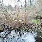 Beaver dam