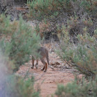 Caracal