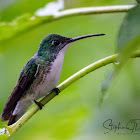 Andean Emerald Hummingbird