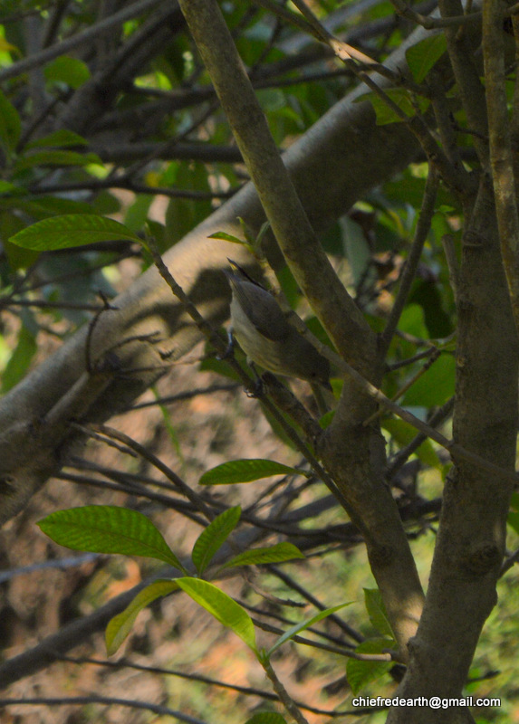 Thick-billed Flowerpecker