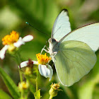 Great Southern White Butterfly