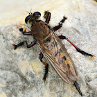 Red-footed cannibalfly