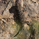 Mediterranean House Gecko