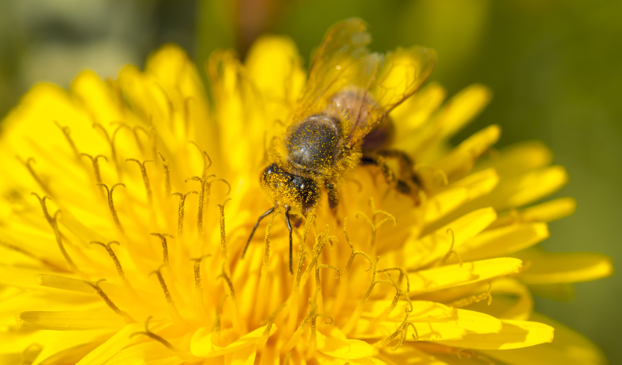 Per un pugno di pollini di Marta