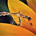 Himmelman's Plume Moth