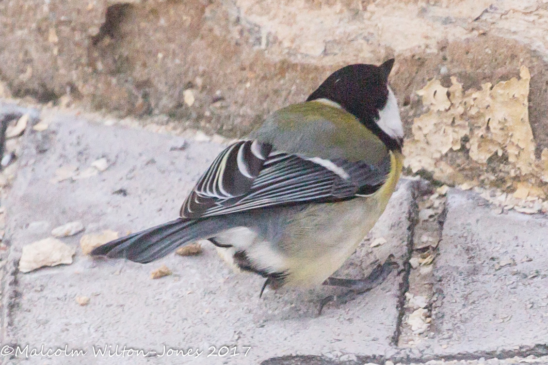 Great Tit; Carbonero Común