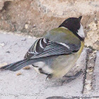 Great Tit; Carbonero Común