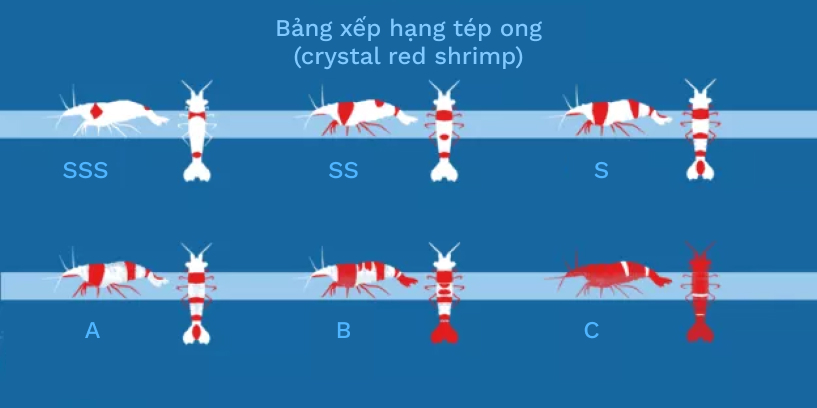 Các dòng tép lạnh