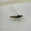 Mayfly