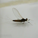 Mayfly