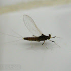 Mayfly