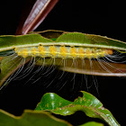 Caterpillar