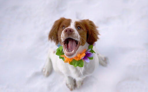 Happy Dog Playing in the Snow with Colorful screenshot 2