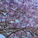 Jacaranda